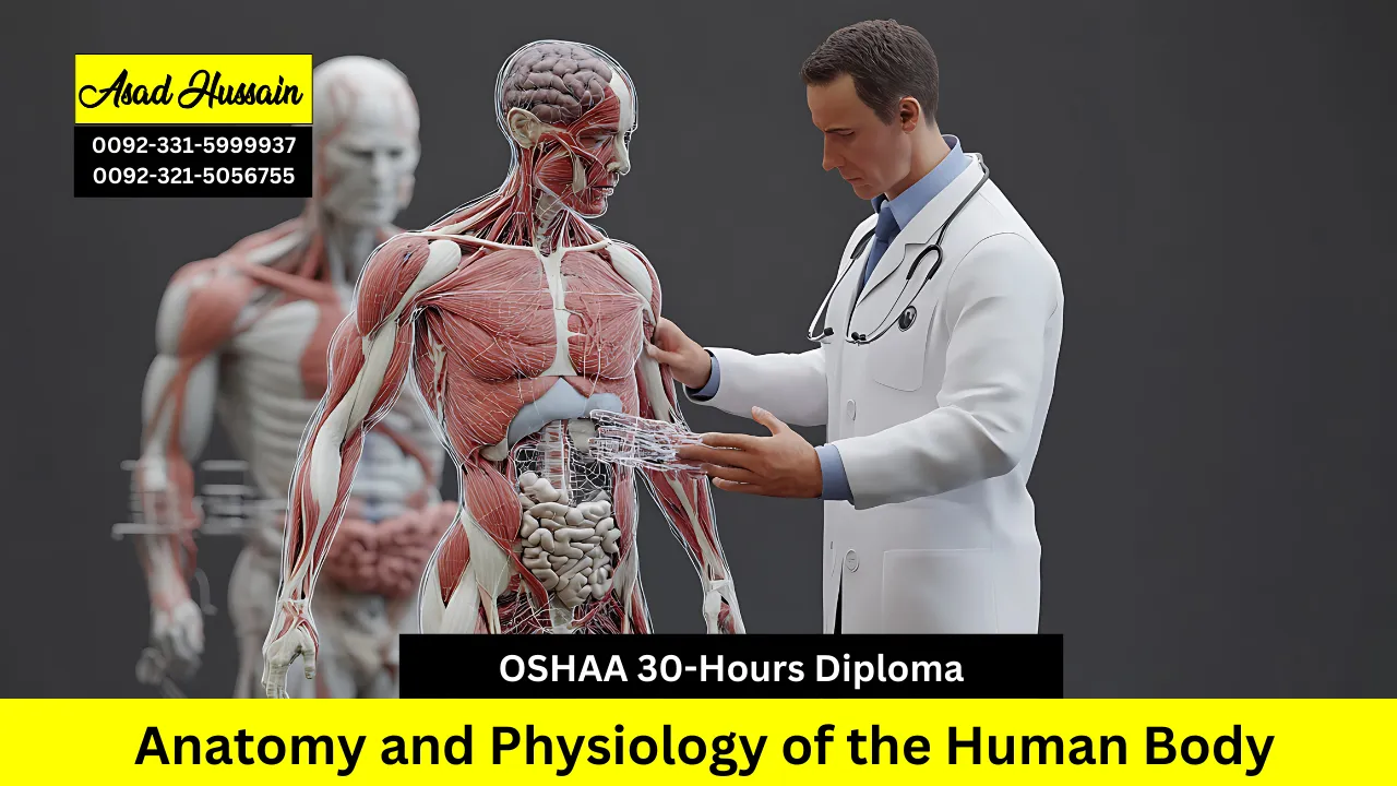 OSHAA 30-Hours Diploma in Anatomy and Physiology of the Human Body